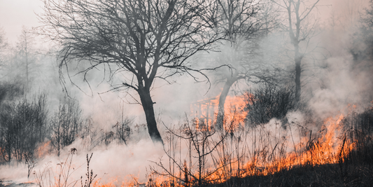 Wildfire Smoke: How Air Purifiers Can Help Protect You